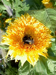 Image showing bumblebee on a sunflower