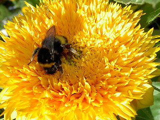 Image showing bumblebee on a sunflower