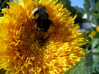 Image showing bumblebee on a sunflower