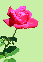 Image showing rose