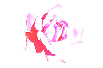 Image showing silhouette of rose