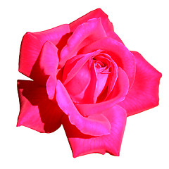 Image showing rose bud