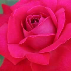 Image showing red rose