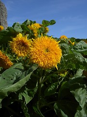 Image showing sunflowers