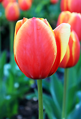 Image showing tulips