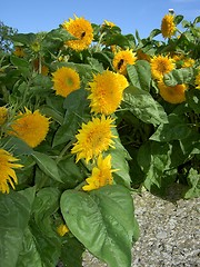 Image showing sunflowers in july