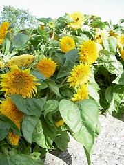 Image showing sunflowers