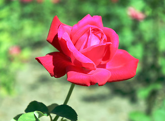 Image showing rose