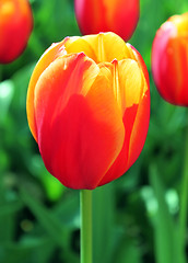 Image showing close up of tulip