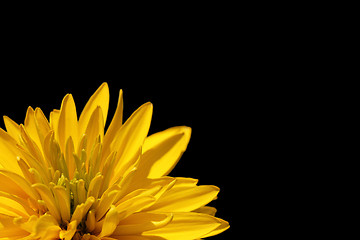 Image showing yellow flower