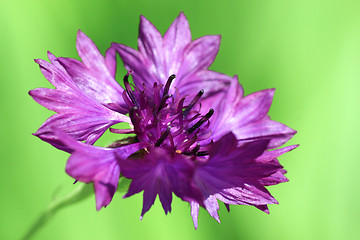 Image showing cornflower