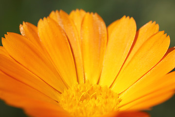 Image showing marigold