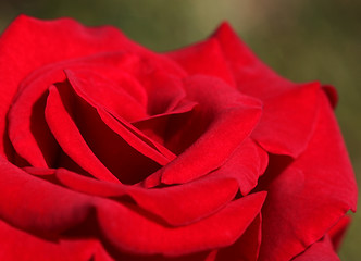 Image showing red rose