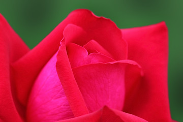 Image showing red rose