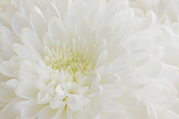 Image showing white chrysanthemum