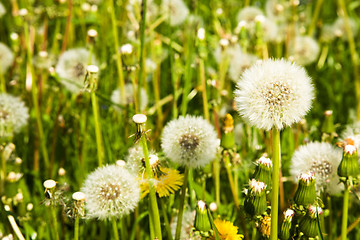 Image showing Dandelions