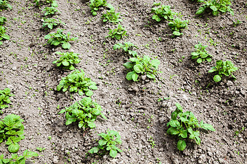 Image showing Potato field