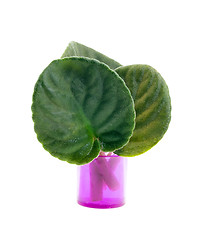 Image showing Violet leaves