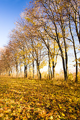 Image showing Autumn trees