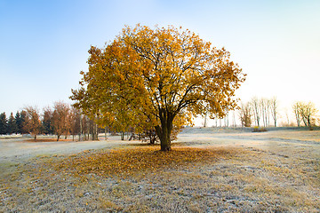 Image showing Tree with showered foliage