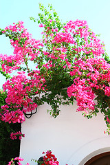 Image showing Bougainvillea spectabilis on the white wall 