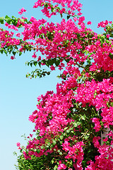 Image showing Pink blooming bougainvilleas against the blue sky