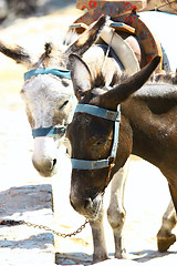 Image showing Donkey's taxi in Lindos, Rodos, Greece 