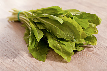 Image showing Chicory