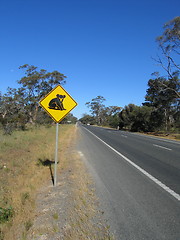 Image showing Beware of koalas