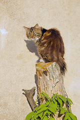 Image showing Cat sitting on cut tree on background of wall.