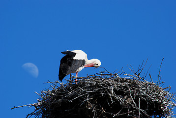 Image showing Stork 