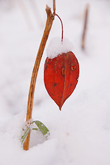 Image showing Husk tomato 