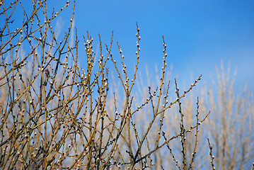 Image showing Pussy-willow 