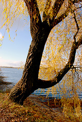 Image showing Autumn willow 