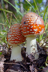 Image showing Two red fly agarics 