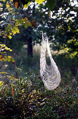 Image showing Autumn cobwebs 