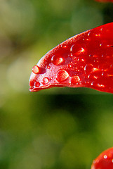 Image showing Red leaf 