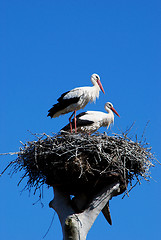 Image showing Couple of storks 