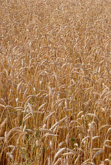 Image showing Ripe rye 