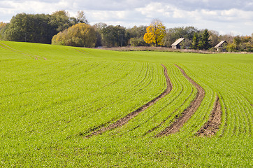 Image showing Winter crops rye waiting for winter time.