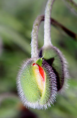 Image showing Bud of poppy 