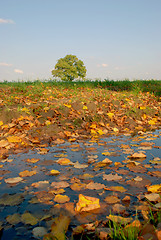 Image showing Colorful leaves 