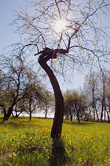Image showing Old apple tree 