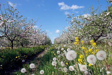 Image showing Spring garden 