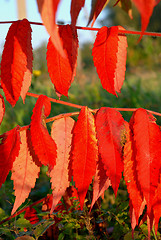 Image showing Red leaves 