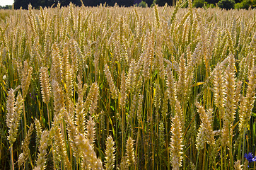 Image showing Ripe wheat ears in agricultural field  lit by sun.