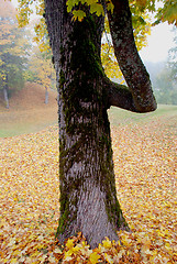 Image showing Autumn maple 