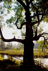 Image showing Sunlight through tree branches 