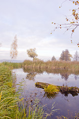 Image showing Pond surrounded by dense floral plants in autumn.