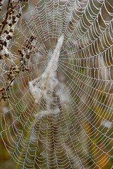 Image showing Dew on the web 